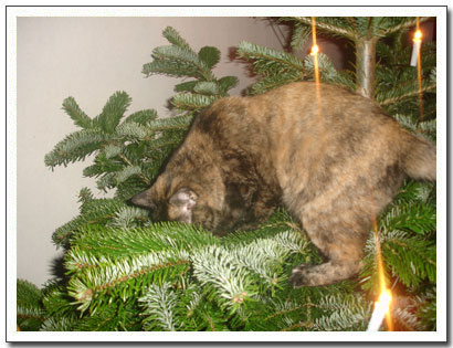 Katten kl�ttrar i granen...
