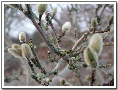 Magnoliaknoppar