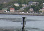buskul i Hammerfest